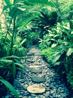 path in woods 01